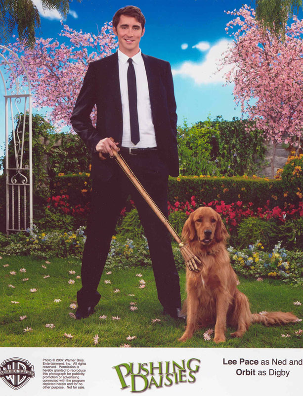 Golden on Pushing Daisies