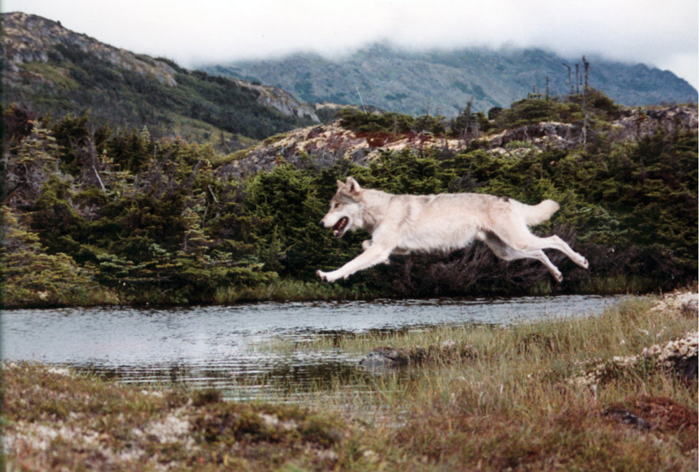 Jumping