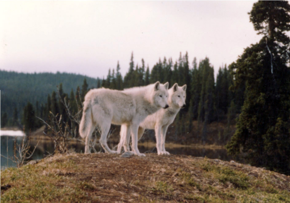 White Wolves